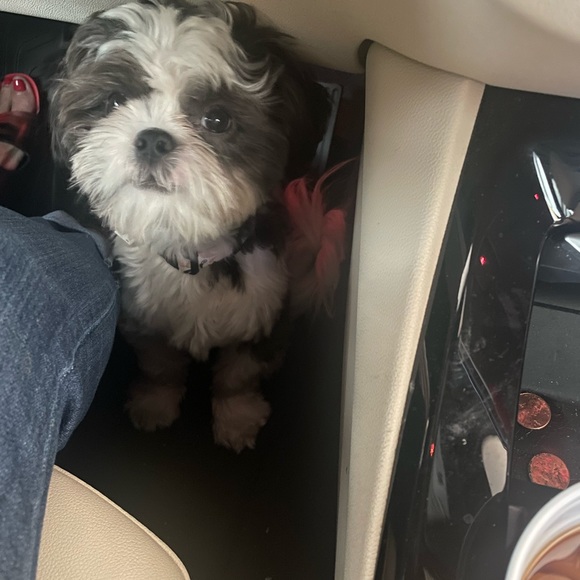 Meet your Posher, Debbie - Picture 11 of 15